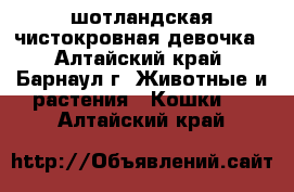 шотландская чистокровная девочка - Алтайский край, Барнаул г. Животные и растения » Кошки   . Алтайский край